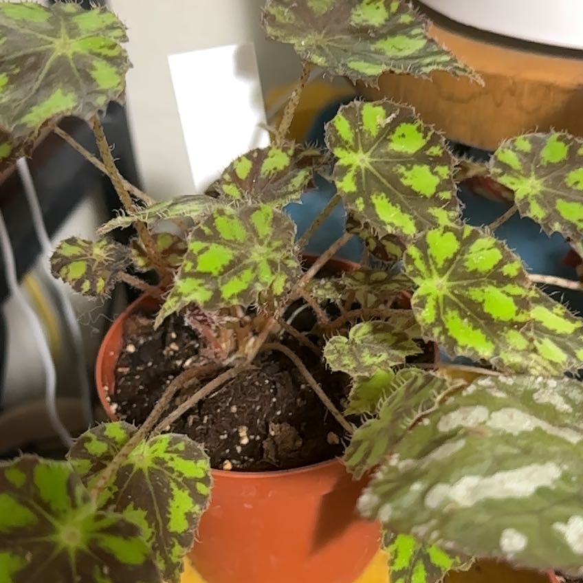 Photo of the plant species Tiger Kitten Begonia by @PrudentCacto50 named Osmo on Greg, the plant care app