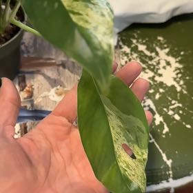 Photo of the plant species Variegated Epipremnum pinnatum by @PrudentCacto50 named Achilles on Greg, the plant care app