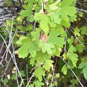 Photo of the plant species Golden Currant by @PrudentCacto50 named Beyonce on Greg, the plant care app