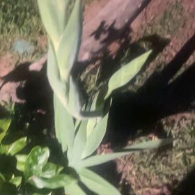 Photo of the plant species Blue-Hyacinth by @TryBlueoak97 named Pax on Greg, the plant care app