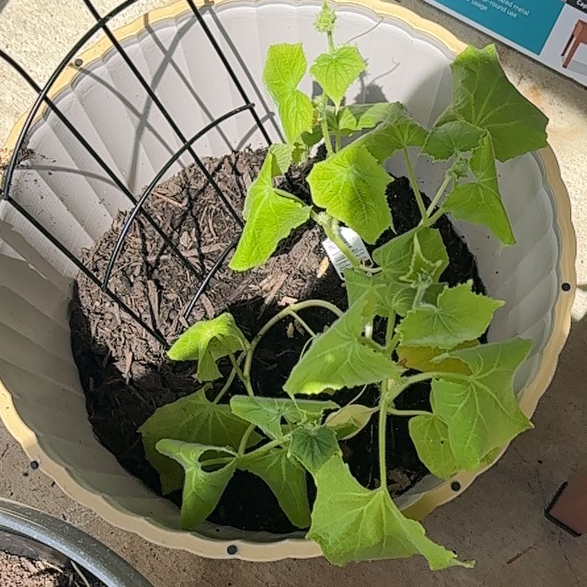 Photo of the plant species Japanese Cucumber by @ProKaraka92 named Luna on Greg, the plant care app