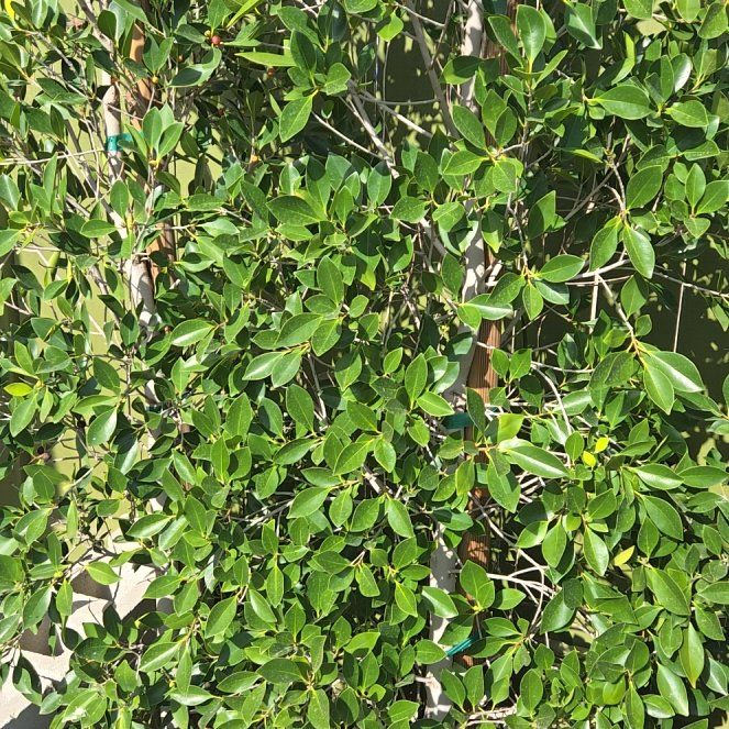 Photo of the plant species Indian Laurel by @TimelessOkra45 named Austen on Greg, the plant care app