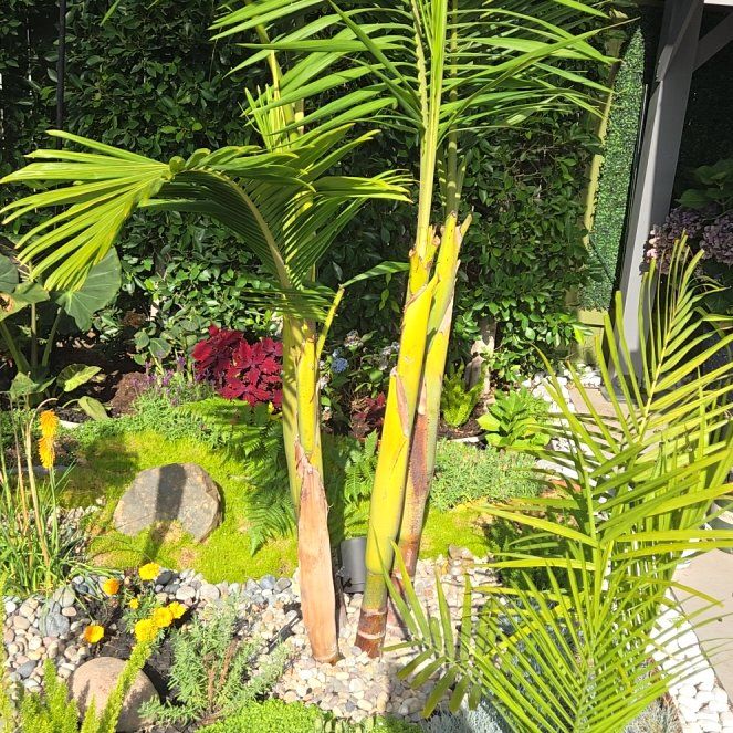 Photo of the plant species King Palm by @TimelessOkra45 named Sage on Greg, the plant care app
