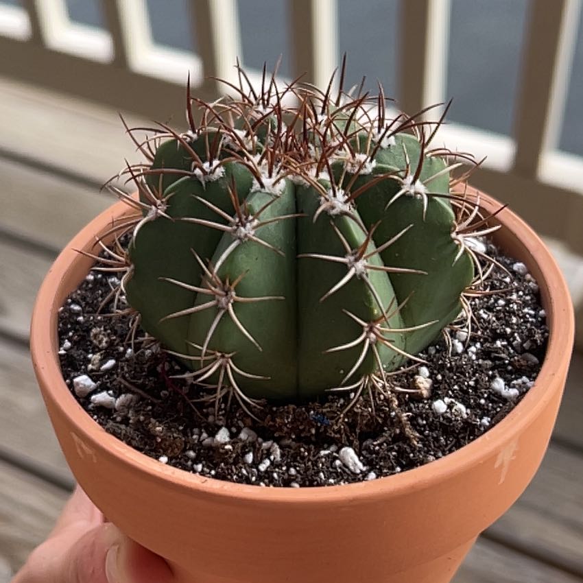 Photo of the plant species Melon cactus by @BestArugula69 named ChloroPhil on Greg, the plant care app