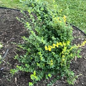 Photo of the plant species Chinese Holly by @BestArugula69 named Kobe on Greg, the plant care app