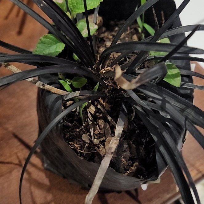 Photo of the plant species Ophiopogon planiscapus by @DeliciousRye3 named Onyx on Greg, the plant care app