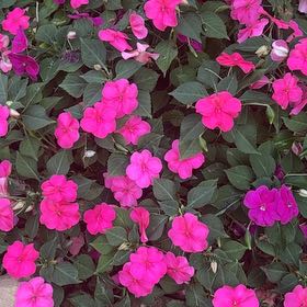 Photo of the plant species Cuphea impatientifolia by @SilkenRoselle named Gomez on Greg, the plant care app