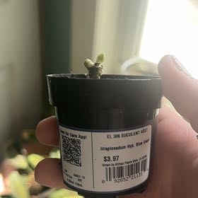 Photo of the plant species Blue Giant by @JesterSedum81 named Planty on Greg, the plant care app