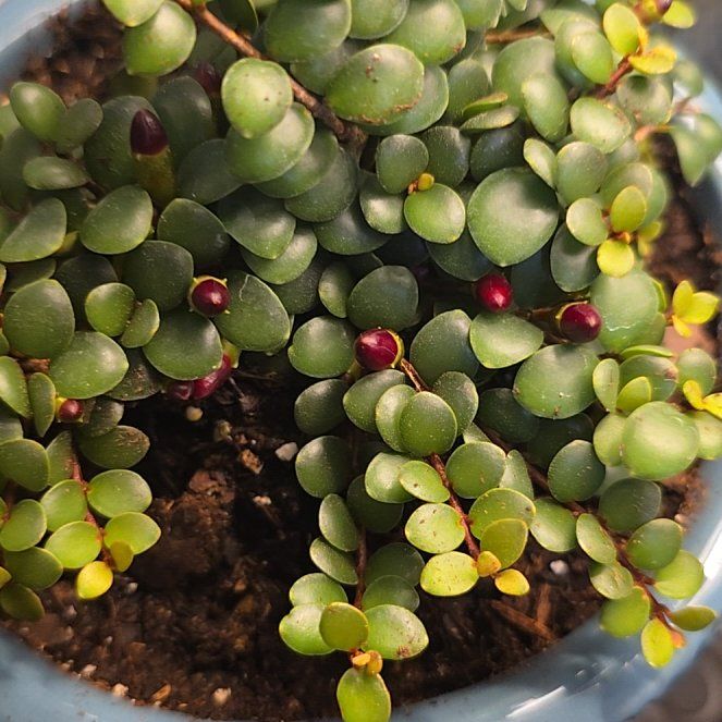 Photo of the plant species Medinilla 'Bella' by @CalmCorn2 named Lola on Greg, the plant care app