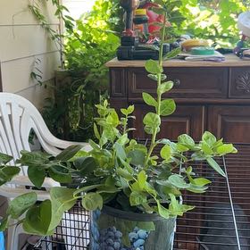 Photo of the plant species Blueberry 'Sharpblue' by @SavvyMakura34 named Planty on Greg, the plant care app