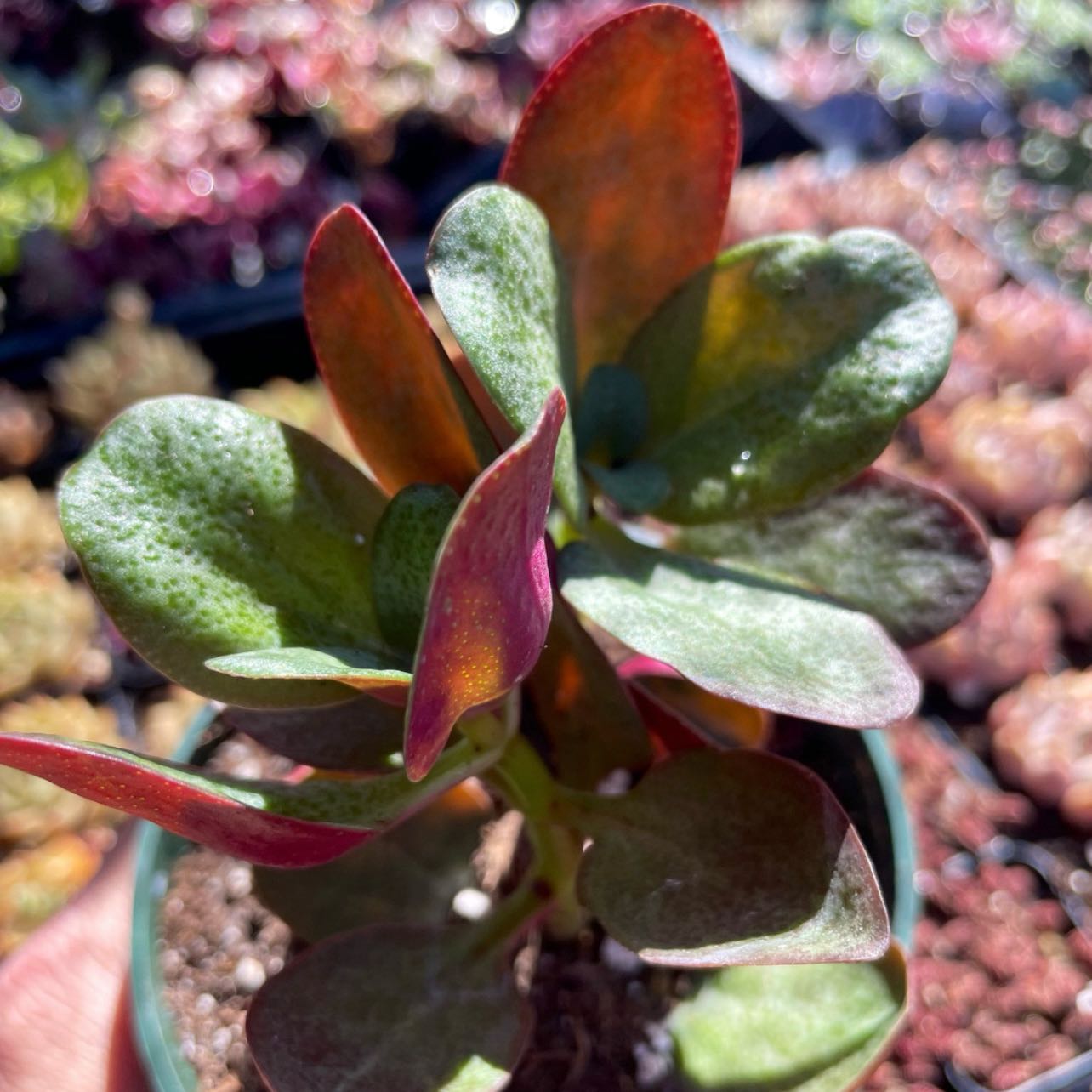 Keep Your Red Fairy Jade Alive: Light, Water & Care Instructions