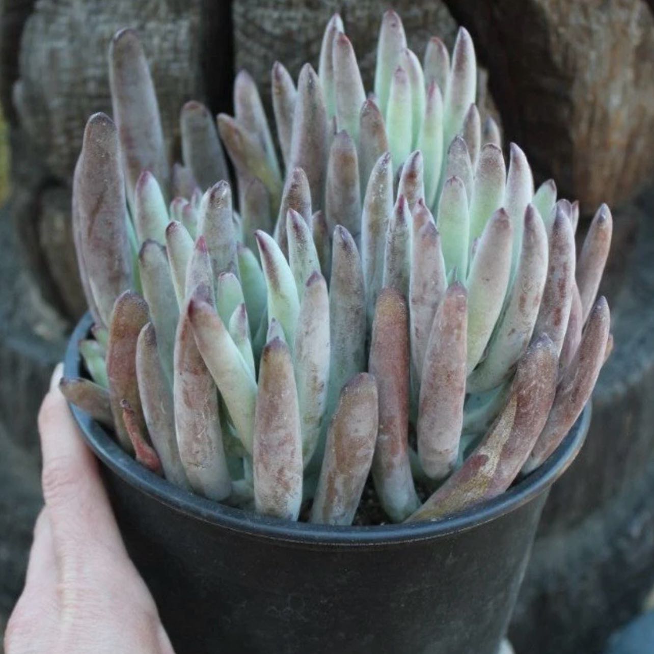 Photo of the plant species Lady Fingers by @NewCorn47 named Nemo on Greg, the plant care app
