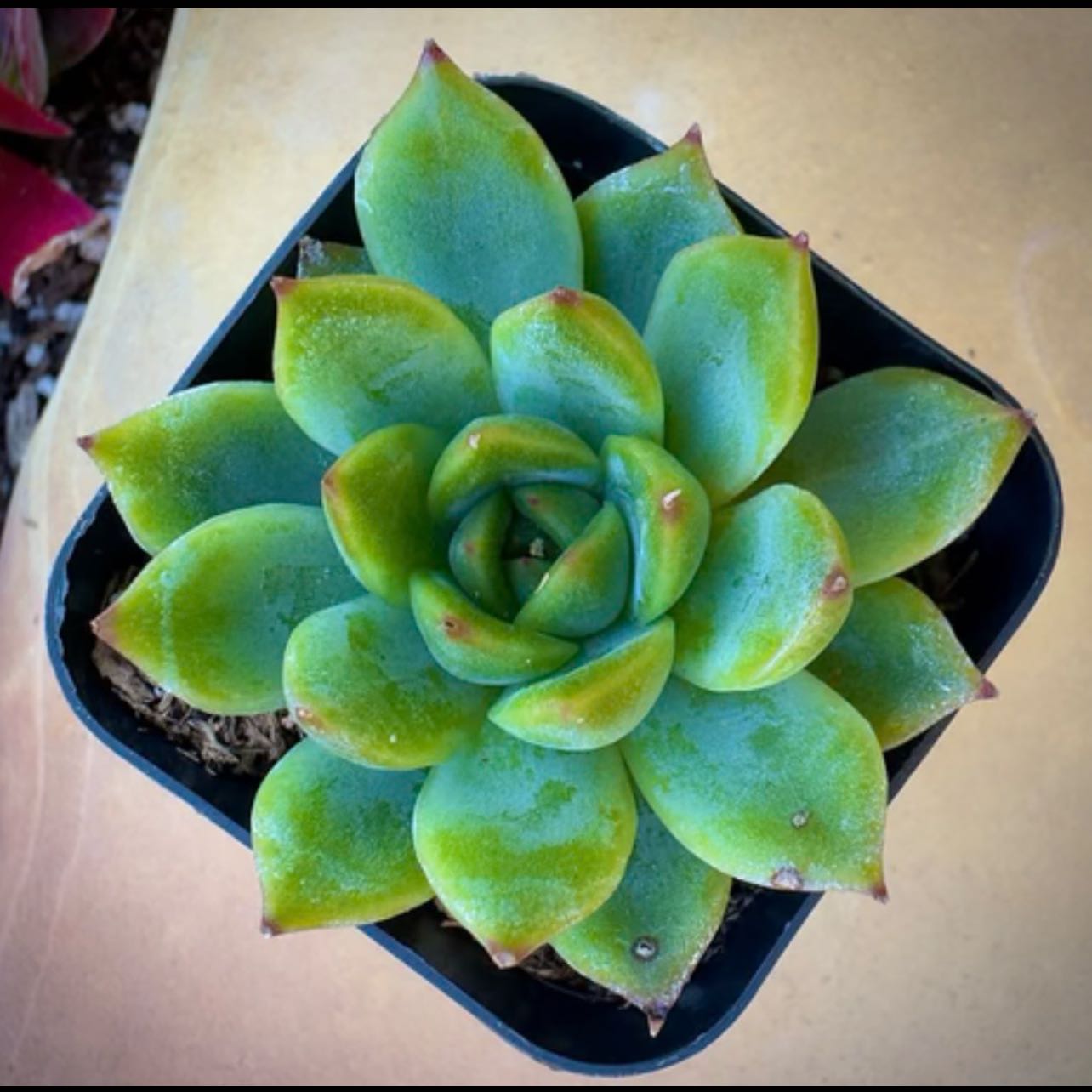 Photo of the plant species Echeveria 'Cris' by @NewCorn47 named Robert Plant on Greg, the plant care app