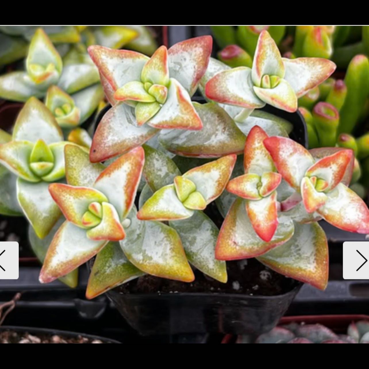 Photo of the plant species Crassula rupestris 'High Voltage' by @NewCorn47 named McKinley on Greg, the plant care app