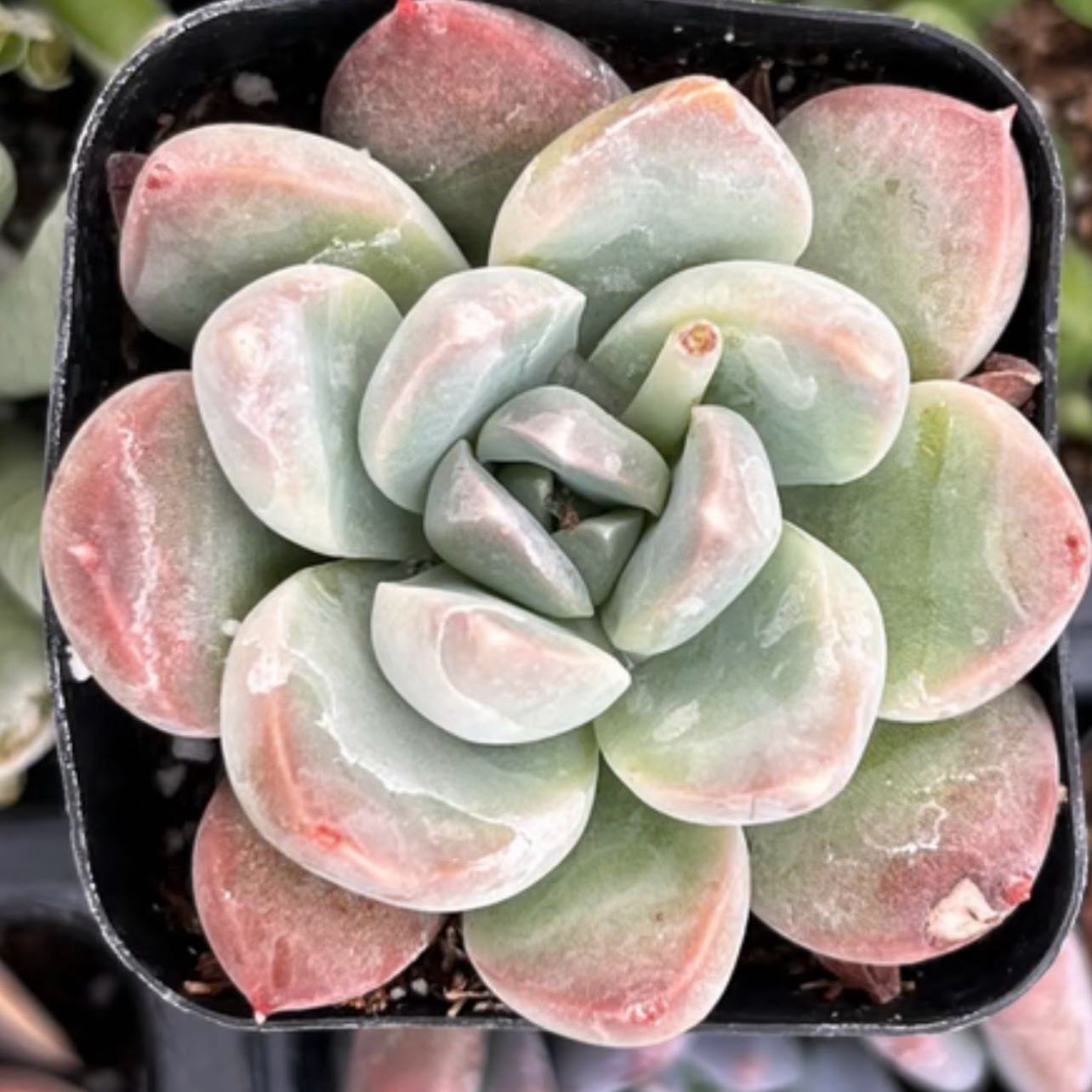 Photo of the plant species Echeveria 'Green Pearl' by @NewCorn47 named Bruce Lee on Greg, the plant care app