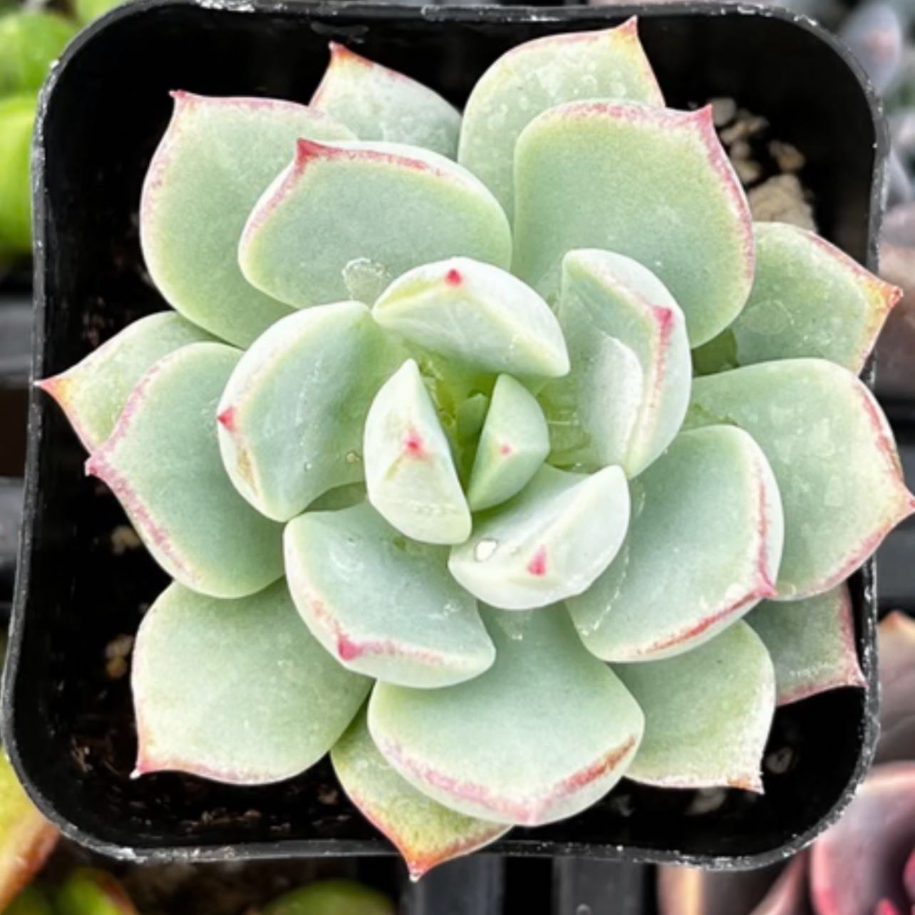 Photo of the plant species Echeveria 'Pink Tips' by @NewCorn47 named LiloStitch on Greg, the plant care app