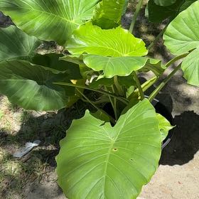 Photo of the plant species Elephant Ears by @VipLavender37 named Shakira on Greg, the plant care app