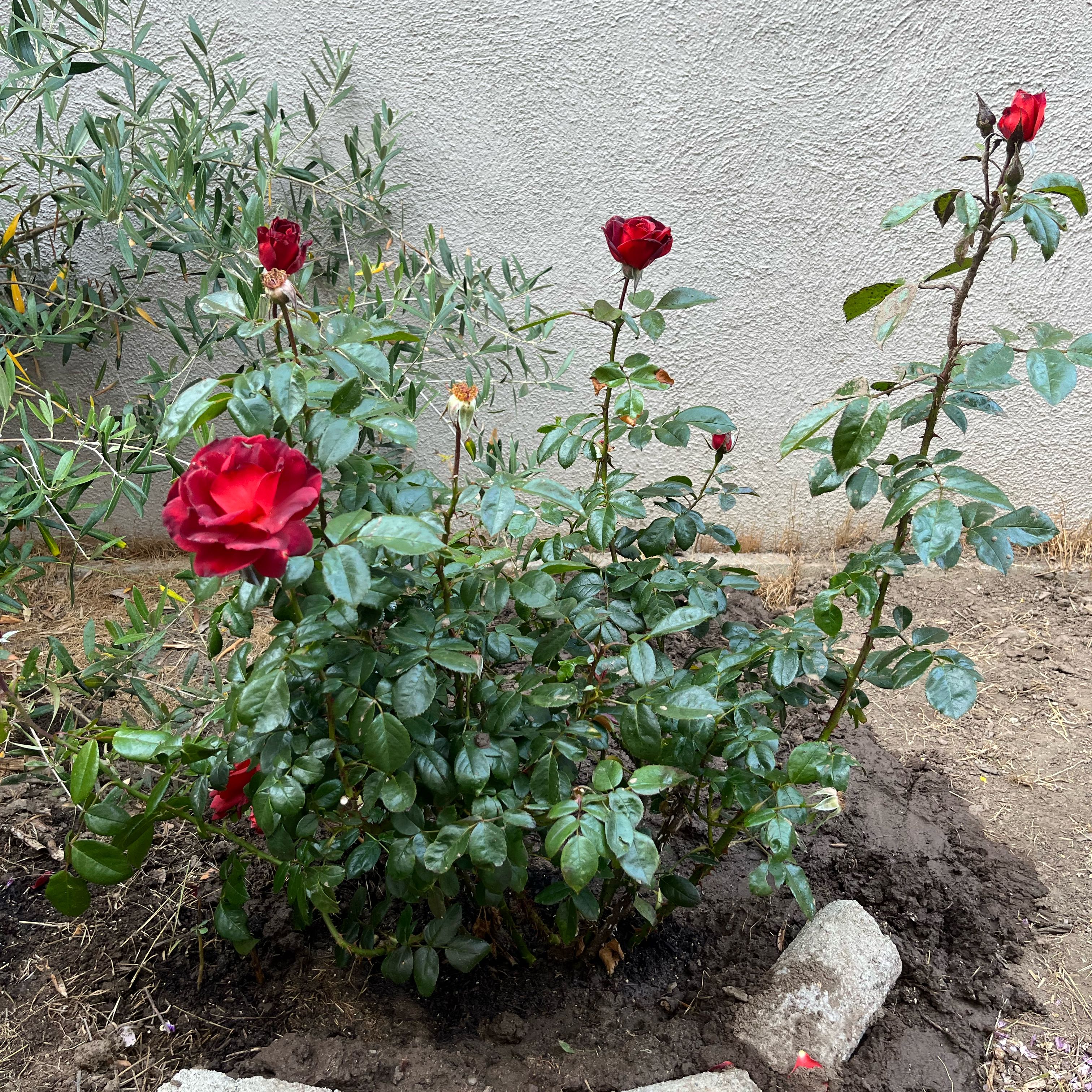 Photo of the plant species Hot Cocoa Rose by @BigGreenice19 named Michelle Branch on Greg, the plant care app