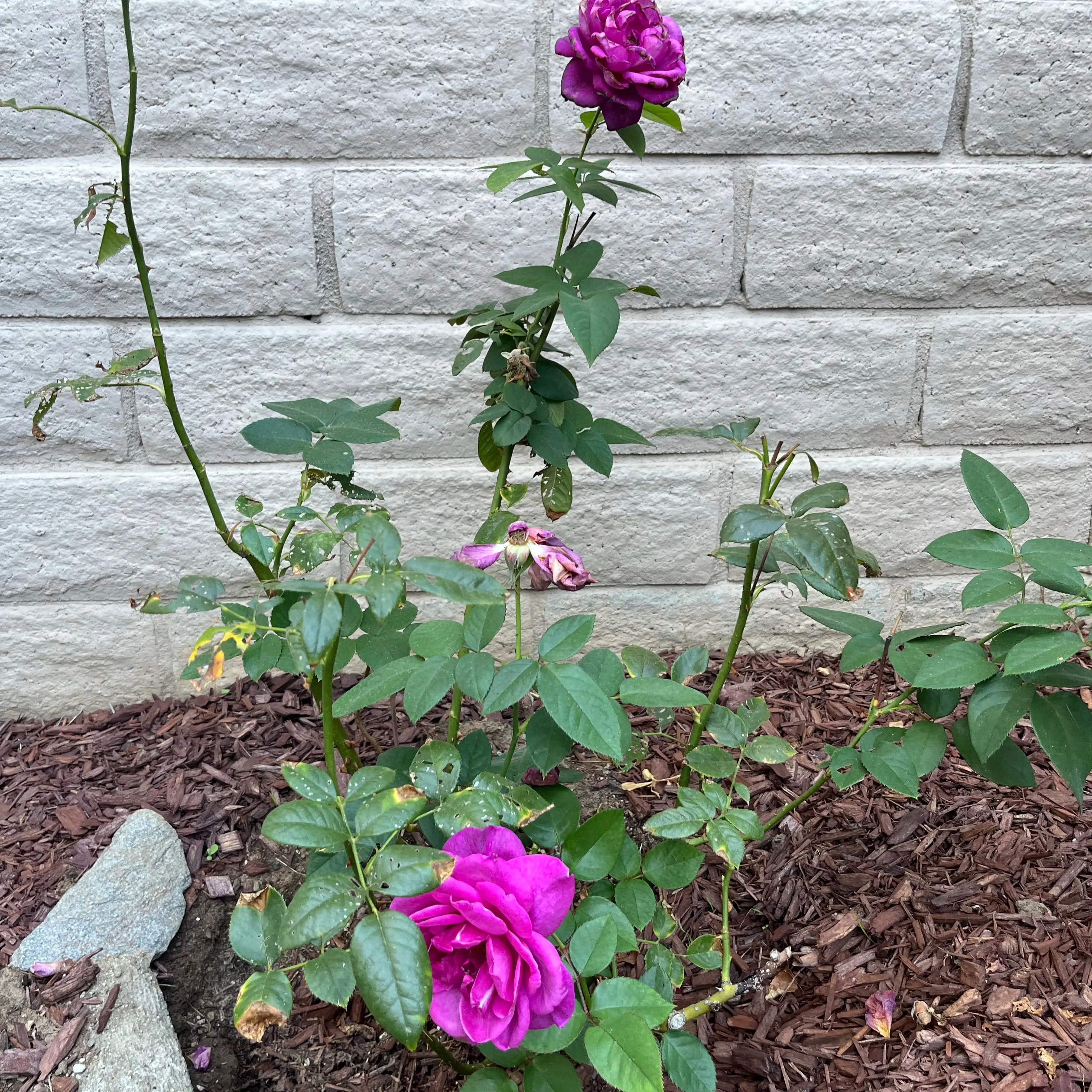 Photo of the plant species Intrigue by @BigGreenice19 named Hemingway on Greg, the plant care app