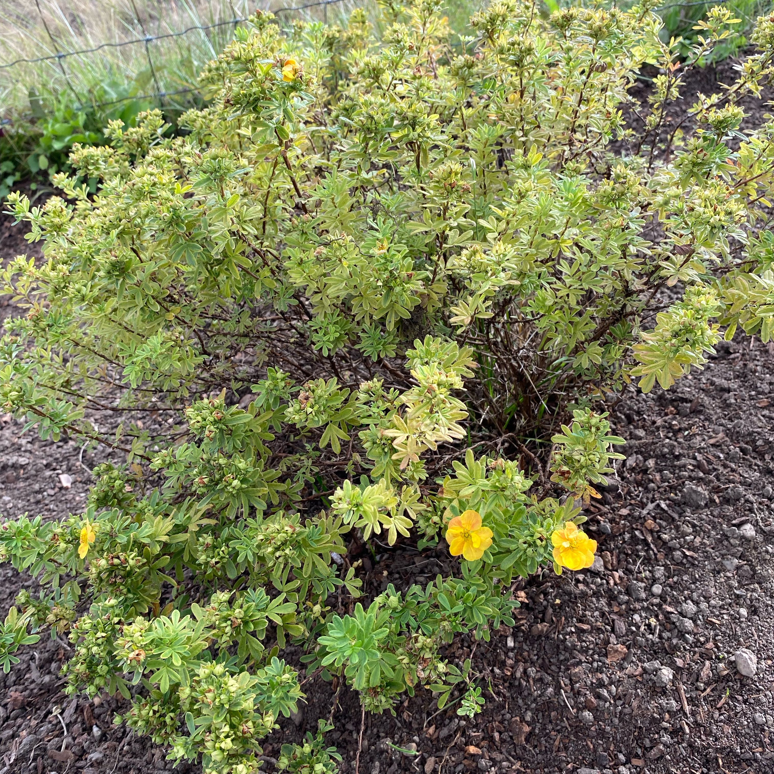 Photo of the plant species Shrubby Cinquefoil by @NoblyWaxvine40 named Nithin on Greg, the plant care app