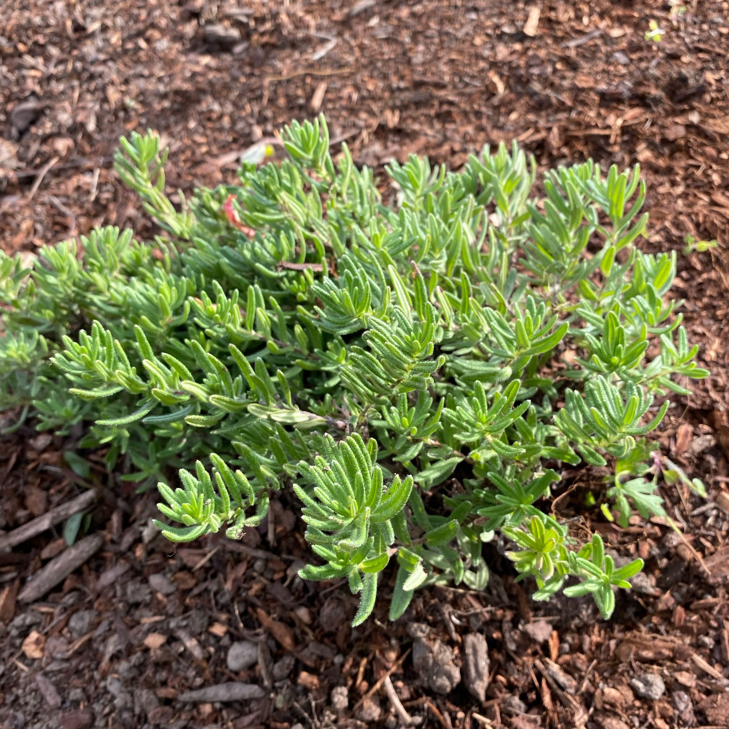 Photo of the plant species American Parsley Fern by @NoblyWaxvine40 named Sahara on Greg, the plant care app
