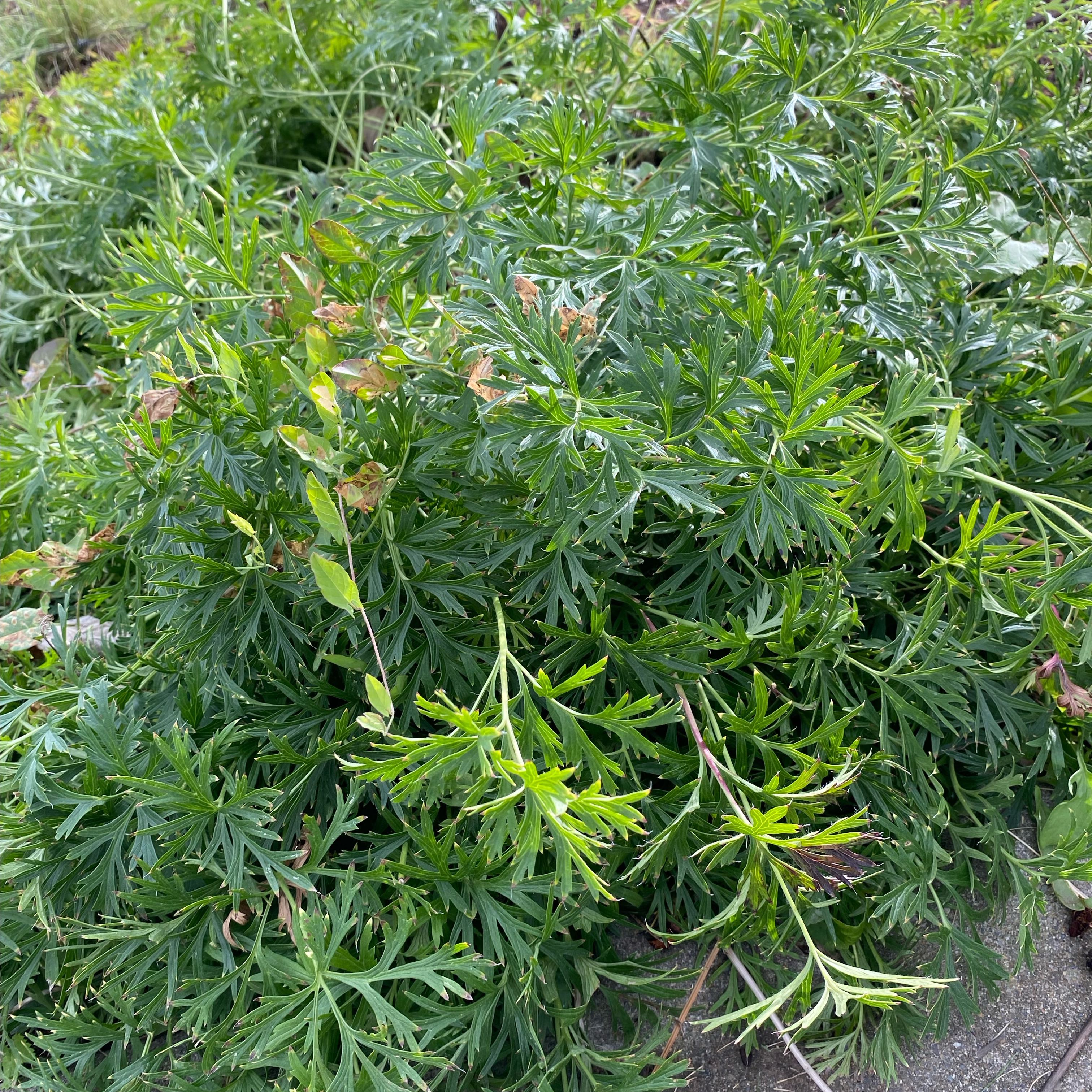 Photo of the plant species Monkshood by @NoblyWaxvine40 named Duke on Greg, the plant care app