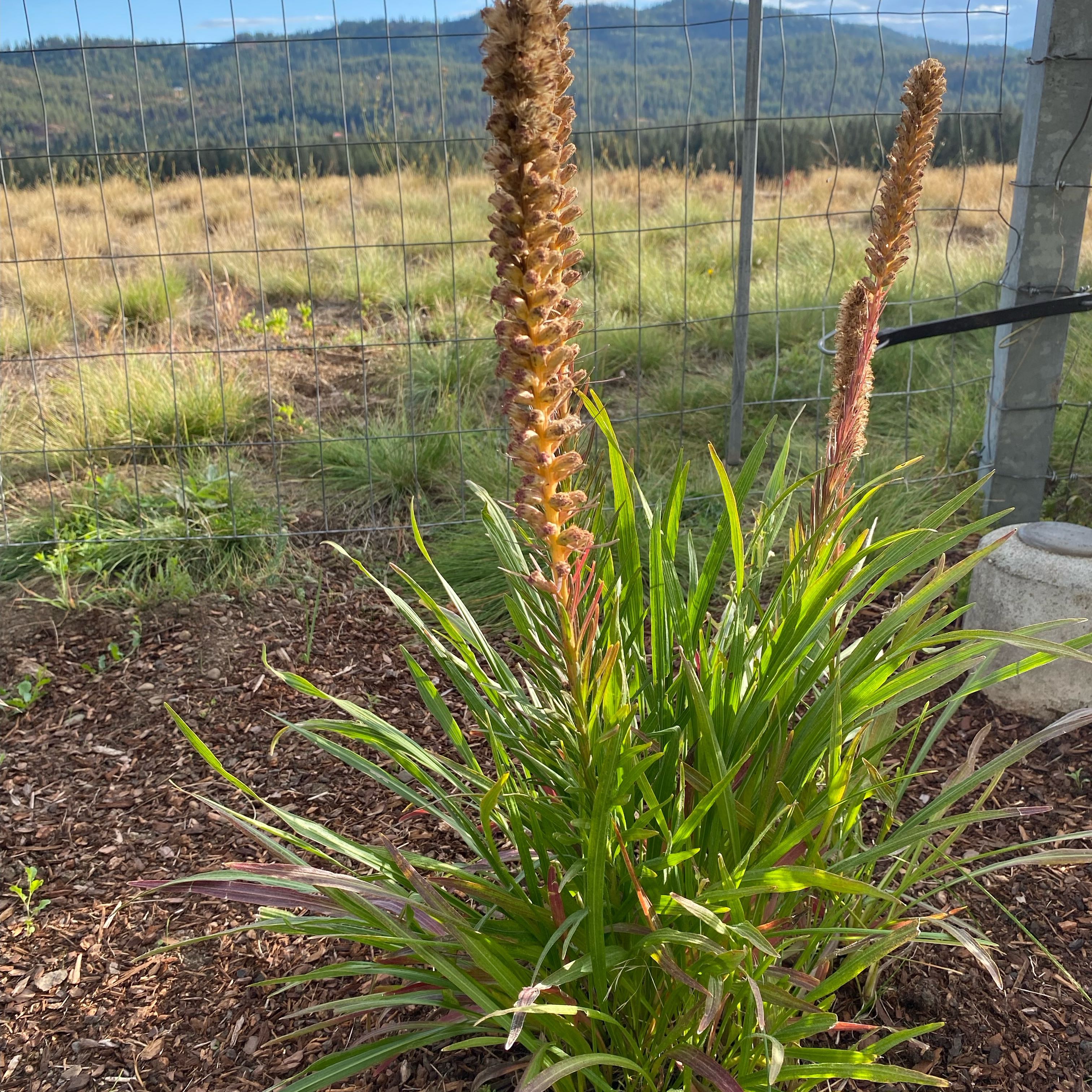 Photo of the plant species Red Hot Poker by @NoblyWaxvine40 named Bella on Greg, the plant care app