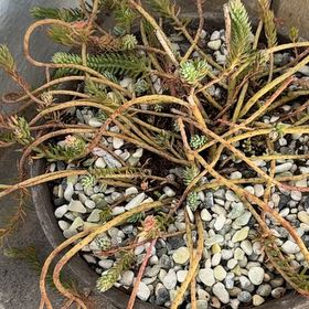 Photo of the plant species Petrosedum rupestre 'Blue Spruce' by @PiquantLychee1 named Foxxy on Greg, the plant care app