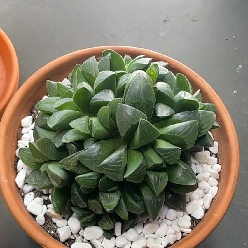 Photo of the plant species Haworthia mutica by @LuxuryMoneytree named Sidney on Greg, the plant care app