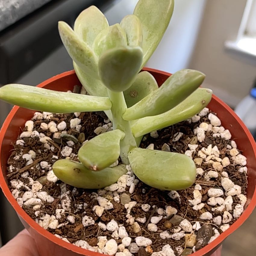 Photo of the plant species Blue Haze by @LuxuryMoneytree named Mochi on Greg, the plant care app