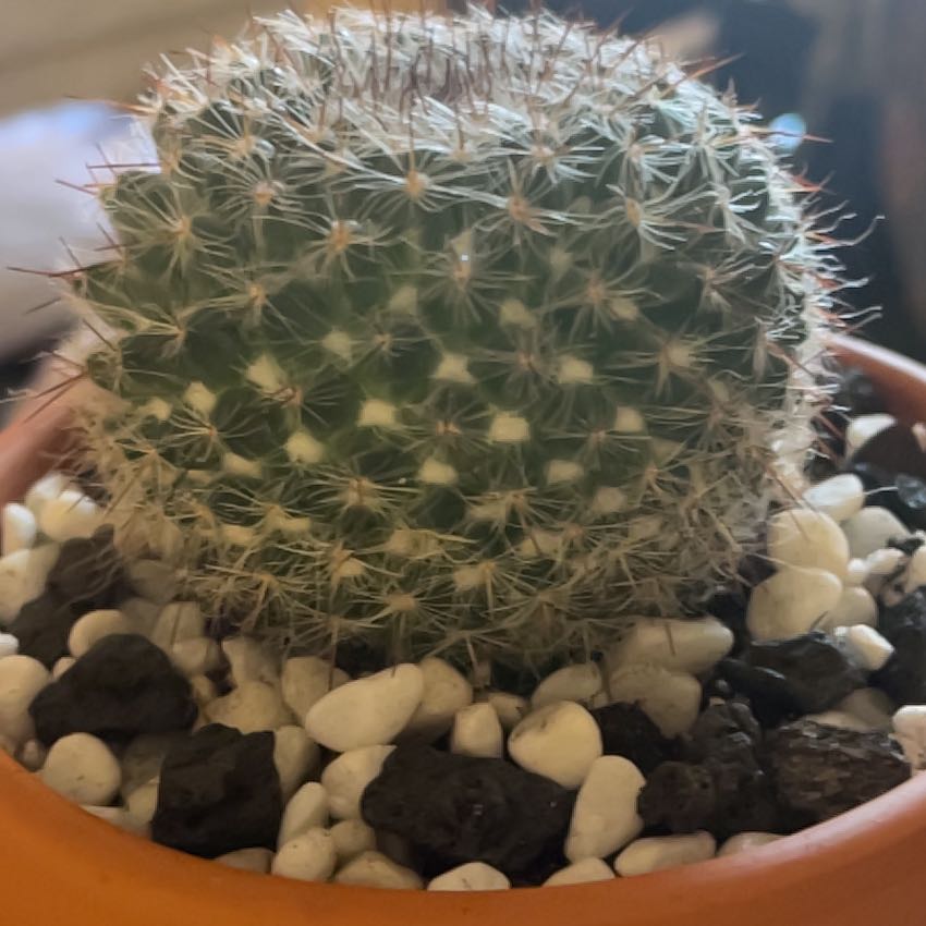 Photo of the plant species Old Lady Cactus by @LuxuryMoneytree named Jane on Greg, the plant care app