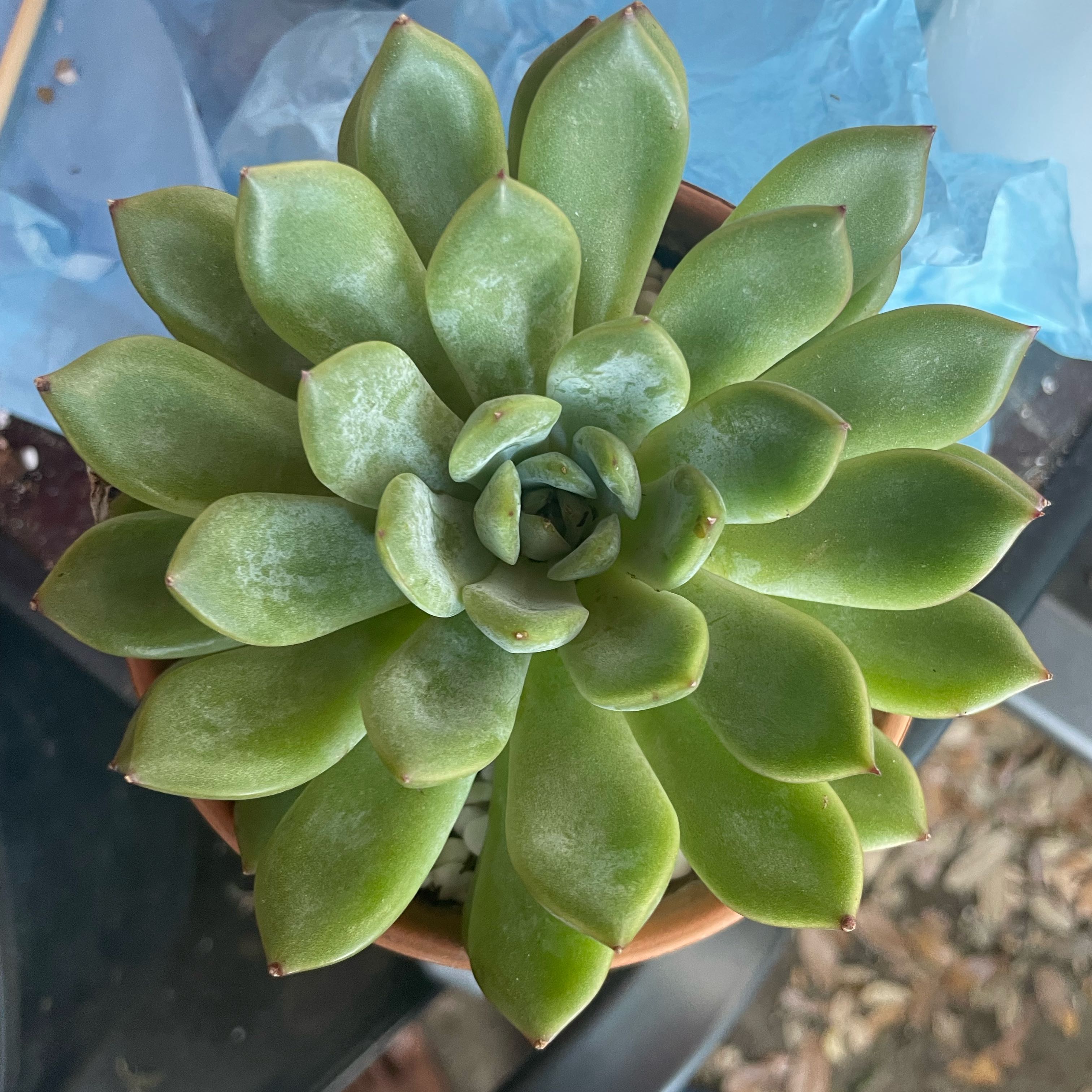 Photo of the plant species Echeveria agavoides 'Red Tip' by @LuxuryMoneytree named Shari on Greg, the plant care app