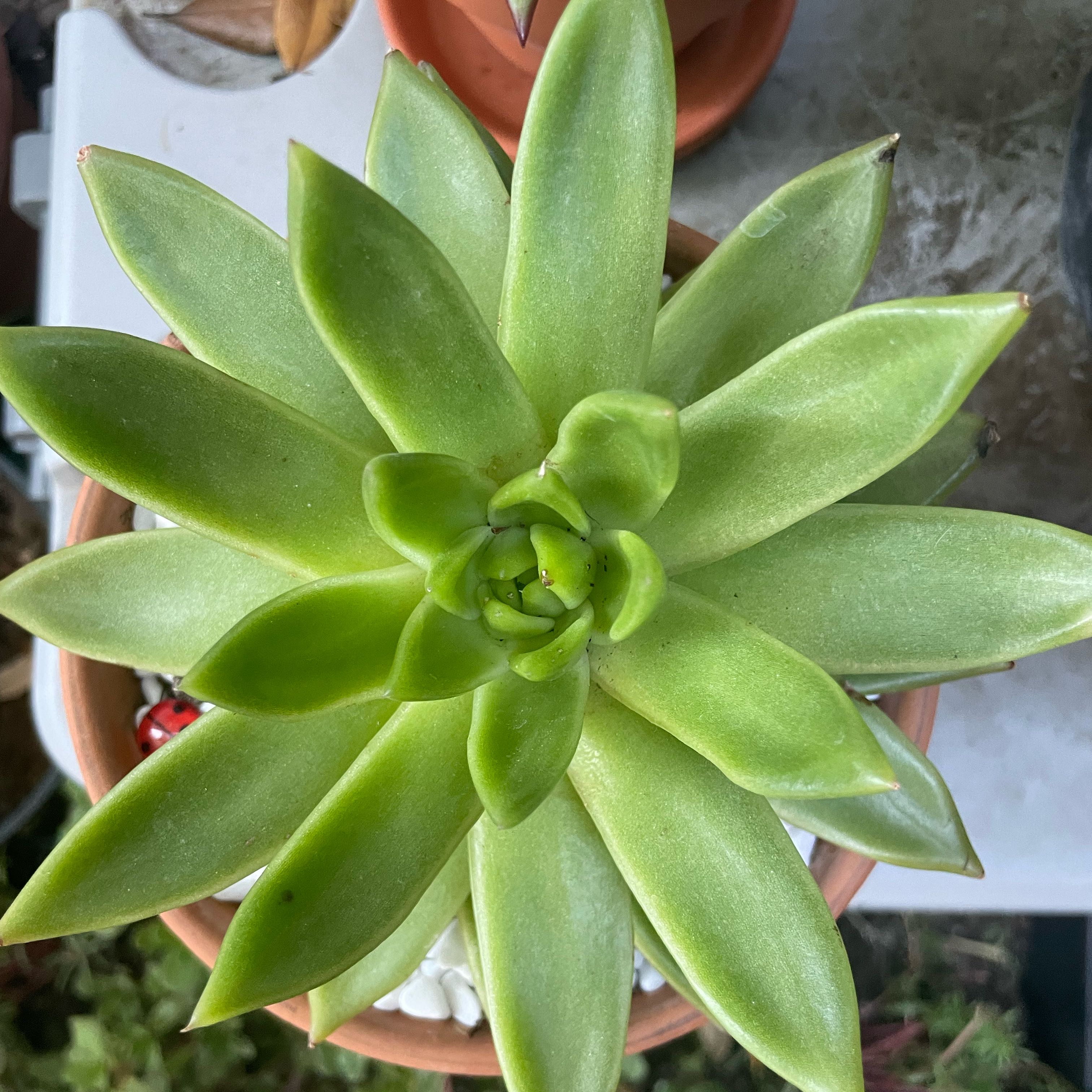 Photo of the plant species Wax Agarve by @LuxuryMoneytree named Billie on Greg, the plant care app