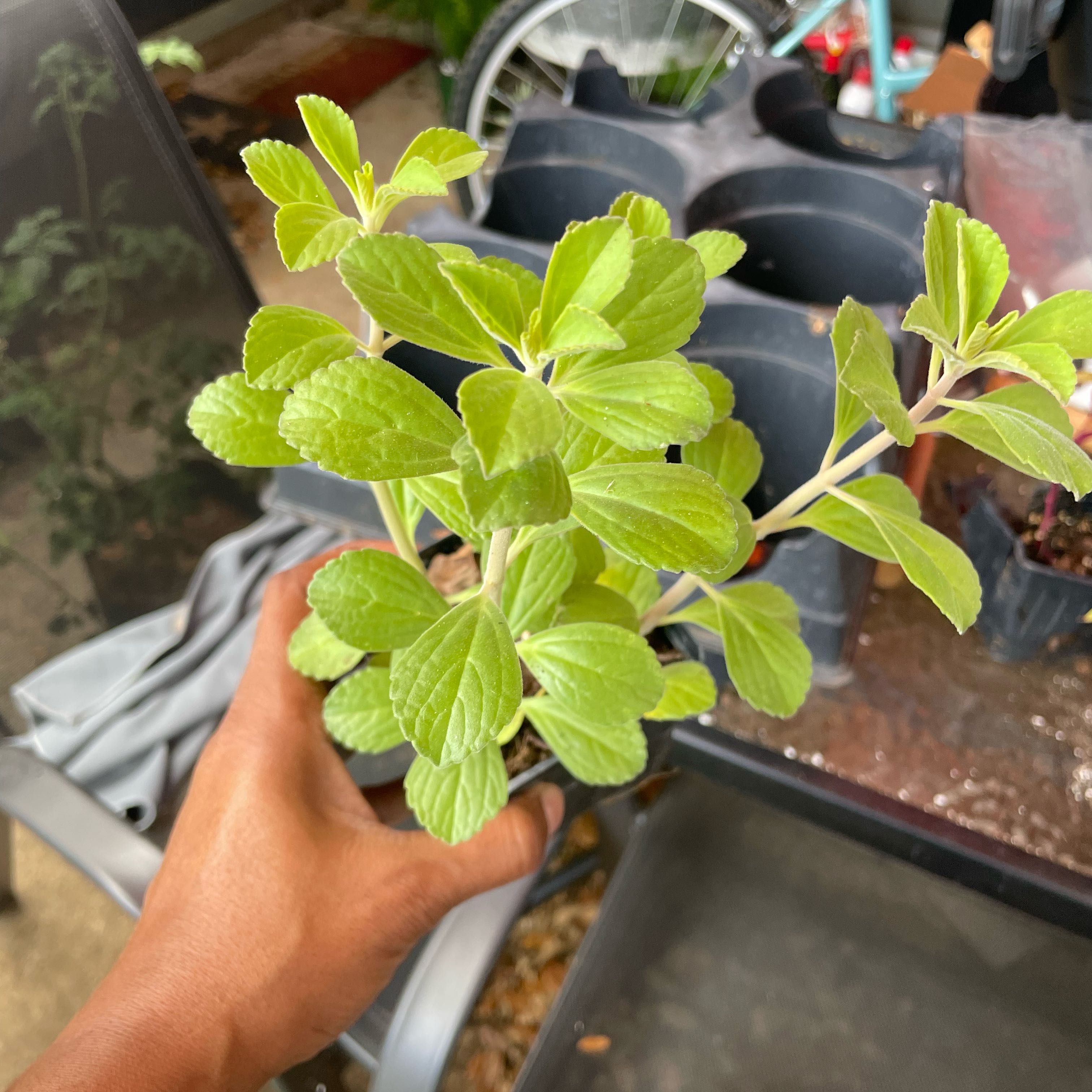 Photo of the plant species Sweetleaf by @LuxuryMoneytree named Demi on Greg, the plant care app
