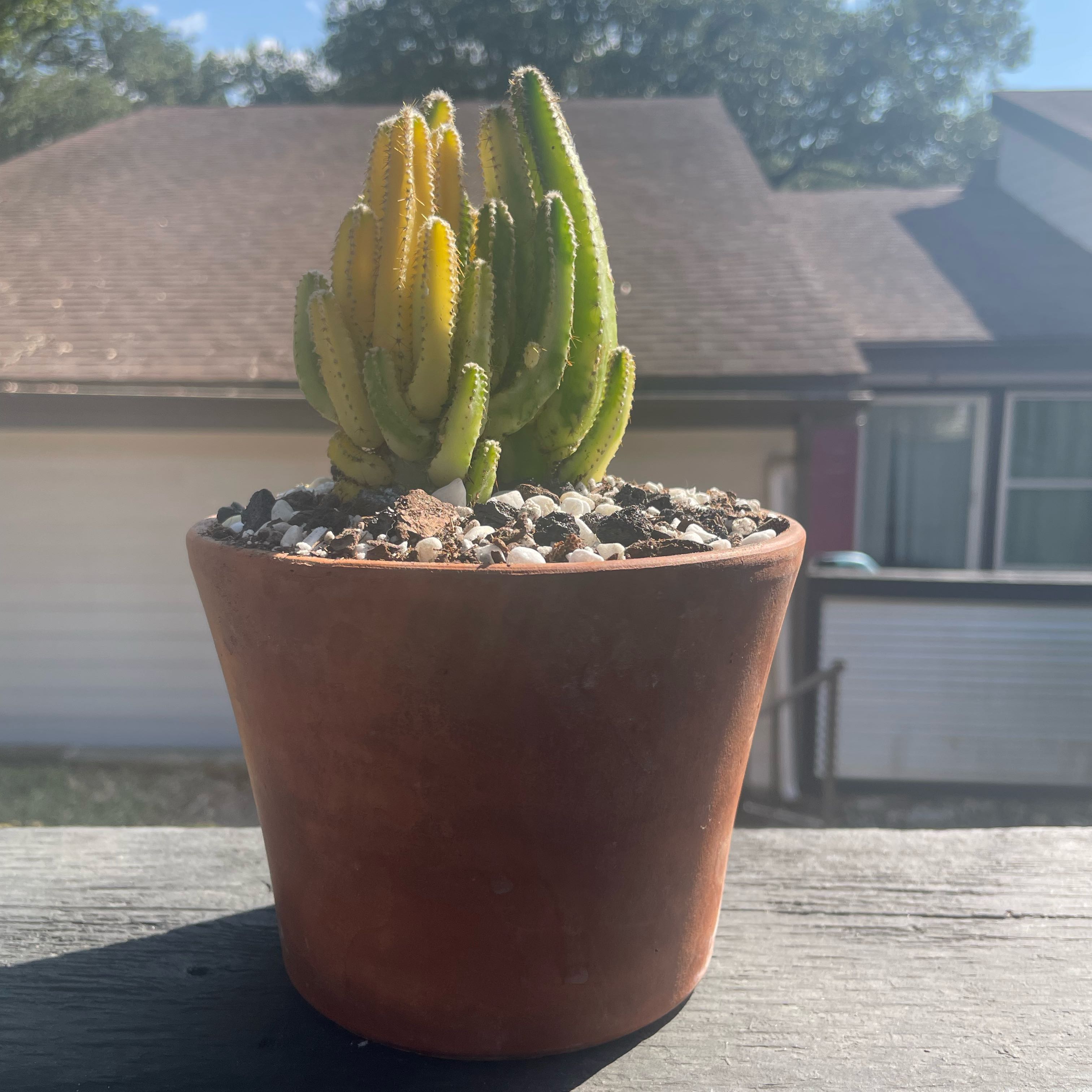 Photo of the plant species Variegated Fairy Castle by @LuxuryMoneytree named Cindy on Greg, the plant care app