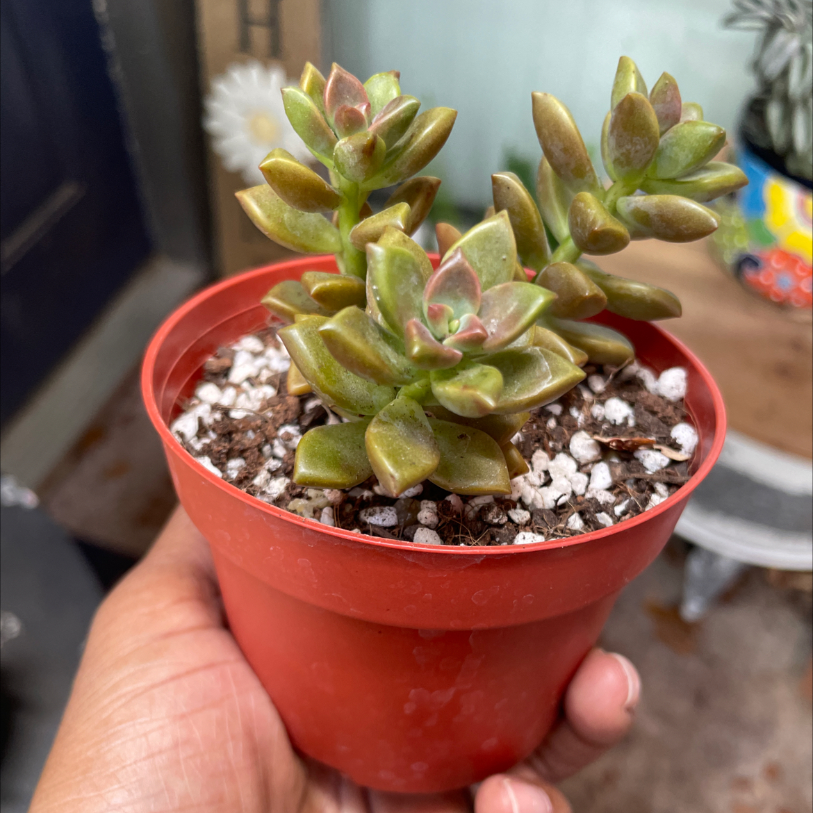 Photo of the plant species Graptosedum 'Alpenglow' by @LuxuryMoneytree named Vera on Greg, the plant care app