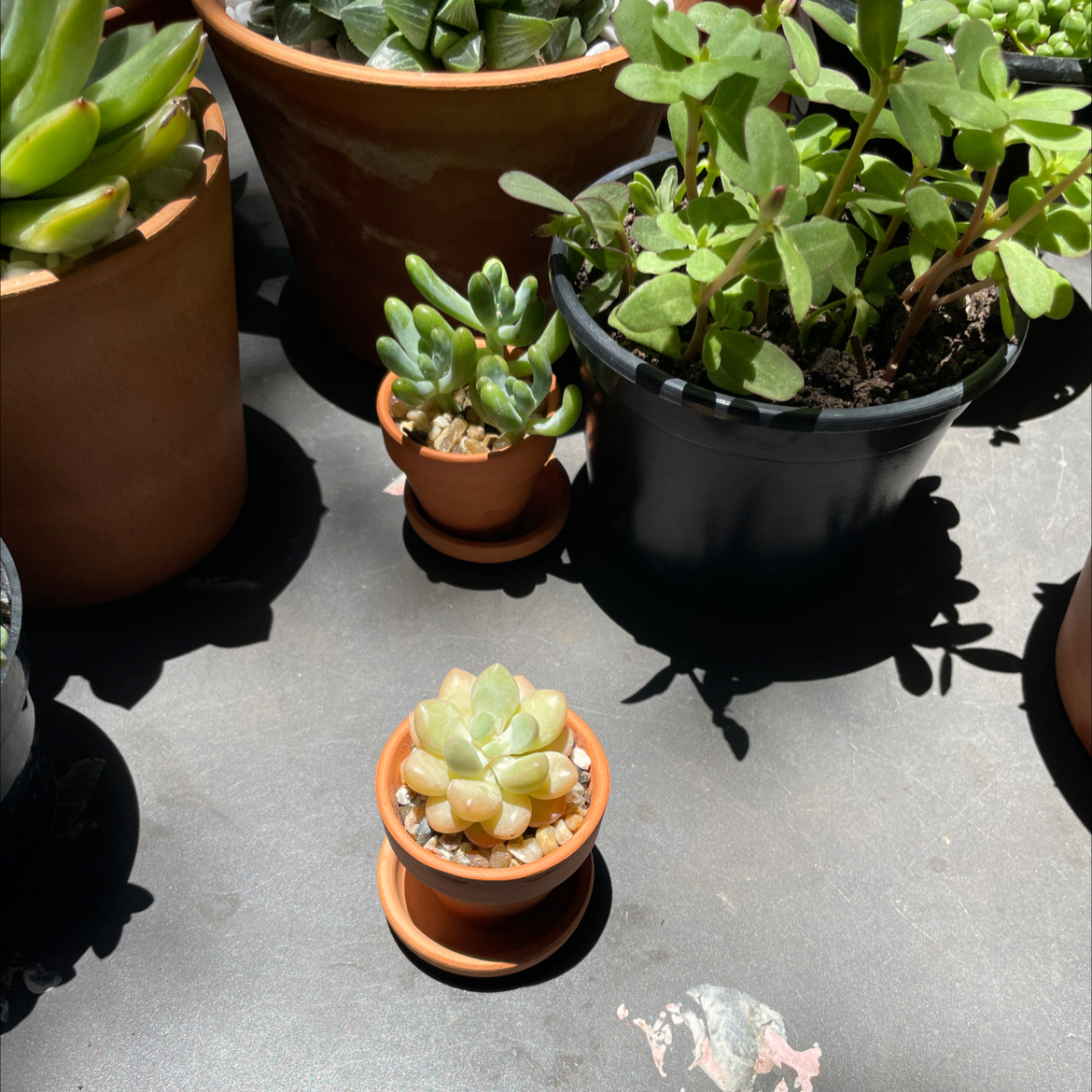Photo of the plant species Bubble Candy by @LuxuryMoneytree named Stella on Greg, the plant care app