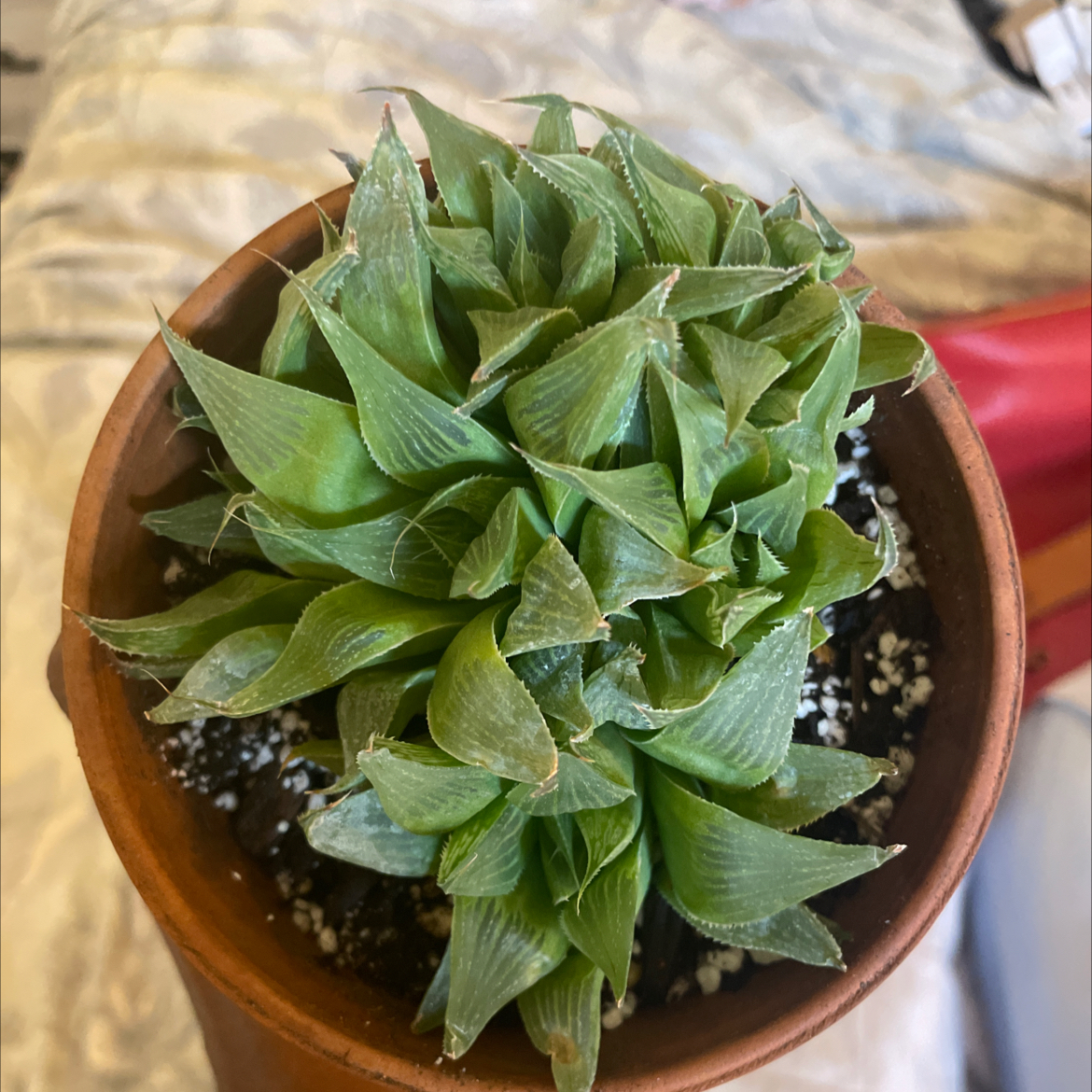 Photo of the plant species Haworthia turgida by @LuxuryMoneytree named Bella on Greg, the plant care app