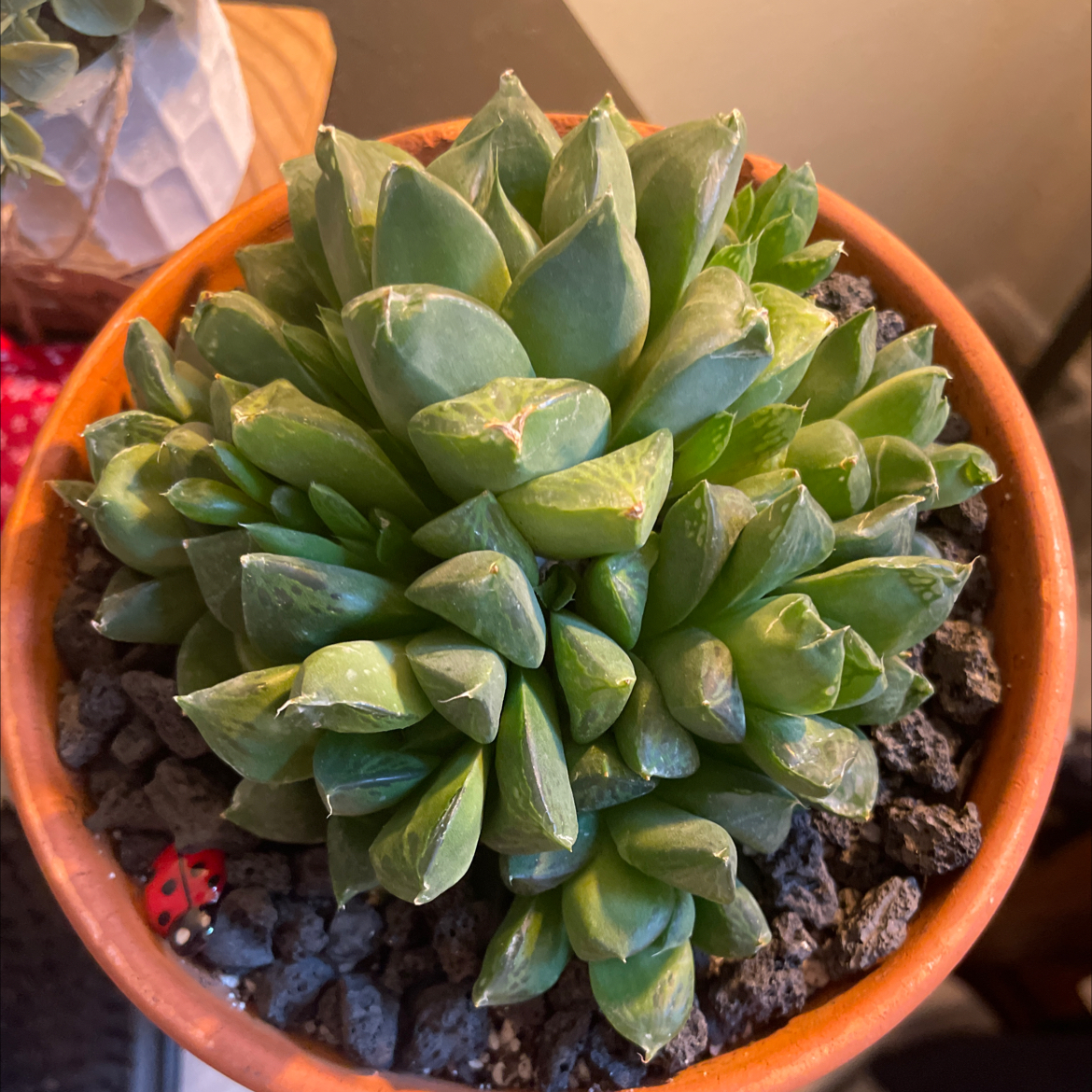 Photo of the plant species Variegated Haworthia cuspidata by @LuxuryMoneytree named Monet on Greg, the plant care app