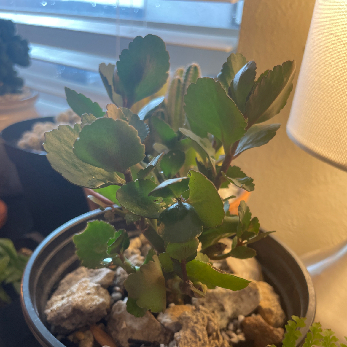 Photo of the plant species Kalanchoe blossfeldiana 'Red' by @LuxuryMoneytree named Sigmund on Greg, the plant care app