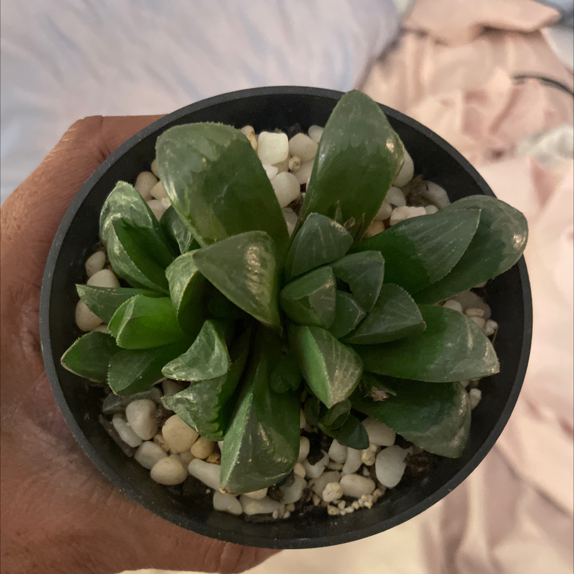 Photo of the plant species Haworthia mirabilis by @LuxuryMoneytree named Miranda on Greg, the plant care app