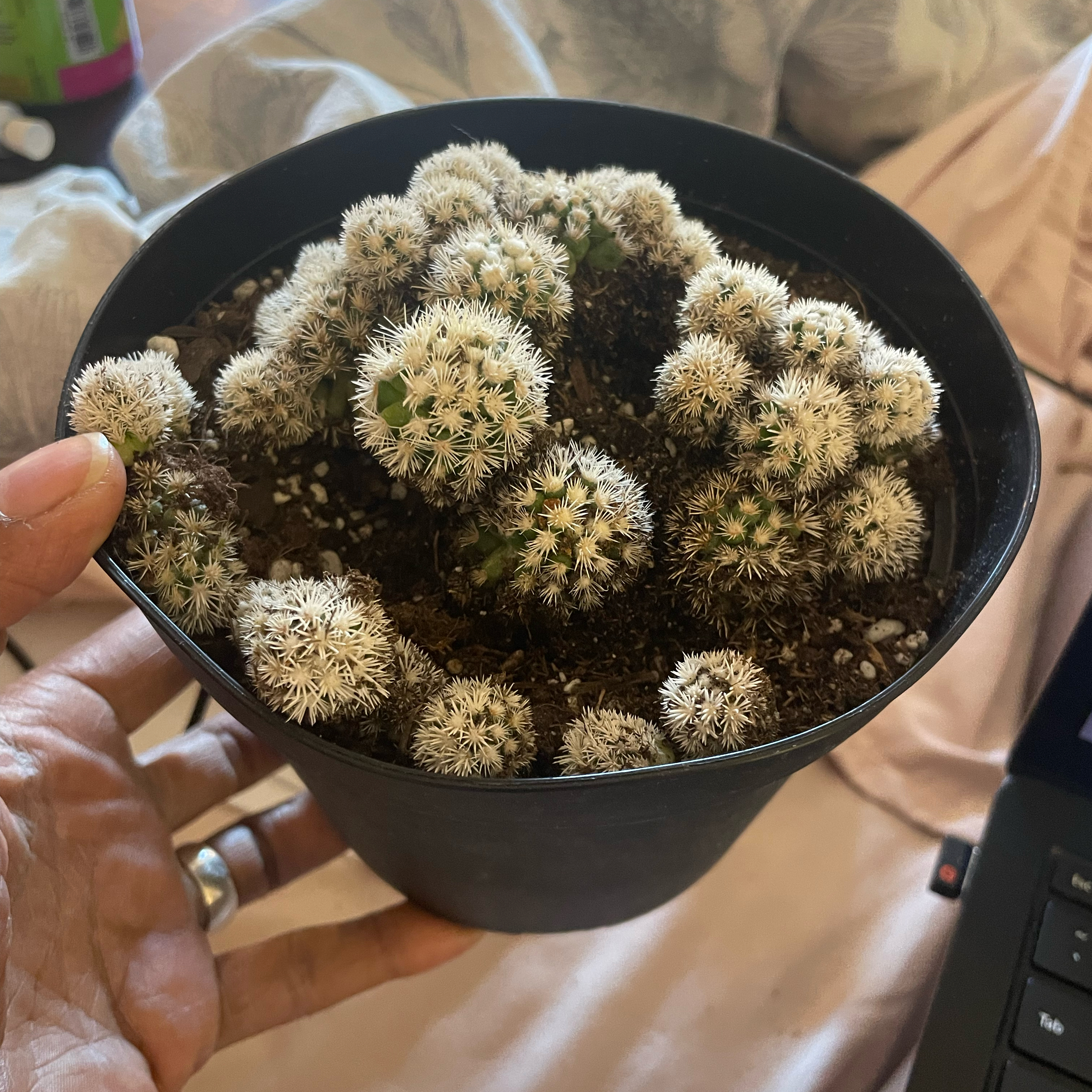 Photo of the plant species Arizona Snowcap Cactus by @LuxuryMoneytree named Bunny on Greg, the plant care app