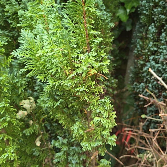 Photo of the plant species American Parsley Fern by @AdonicKeylime61 named Denali on Greg, the plant care app