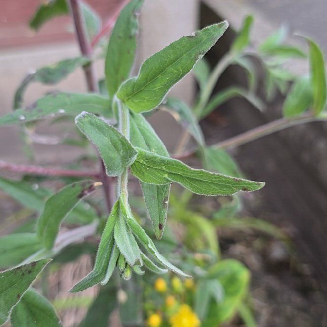 Photo of the plant species Aspen Fleabane by @AdonicKeylime61 named Sir Plancelot on Greg, the plant care app