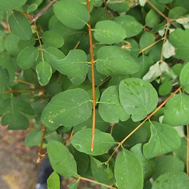 Photo of the plant species Coralberry by @AdonicKeylime61 named Athena on Greg, the plant care app