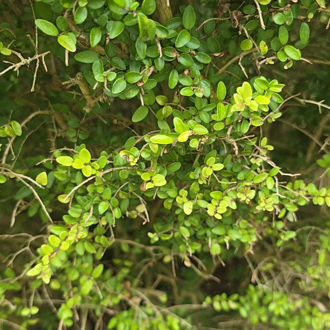 Photo of the plant species White Rata by @AdonicKeylime61 named Sanders on Greg, the plant care app
