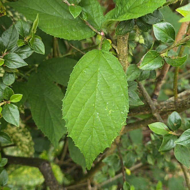 Photo of the plant species Coastal Sweet Pepperbush by @AdonicKeylime61 named Austen on Greg, the plant care app
