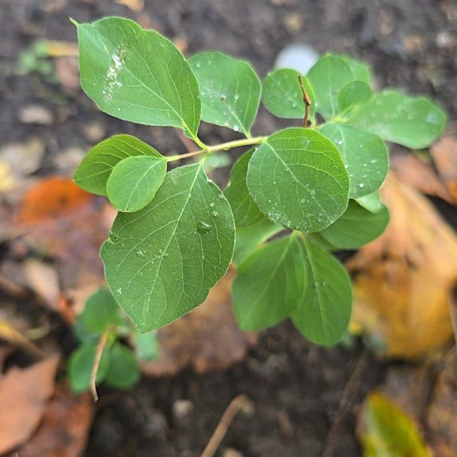 Photo of the plant species Tatarian Honeysuckle by @AdonicKeylime61 named Harry on Greg, the plant care app