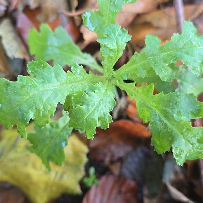 Photo of the plant species Groundsel by @AdonicKeylime61 named Sherlock on Greg, the plant care app