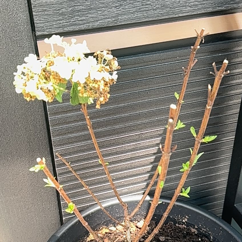 Photo of the plant species Hydrangea 'Little Bobo' by @NeatMexico32 named Bobo on Greg, the plant care app